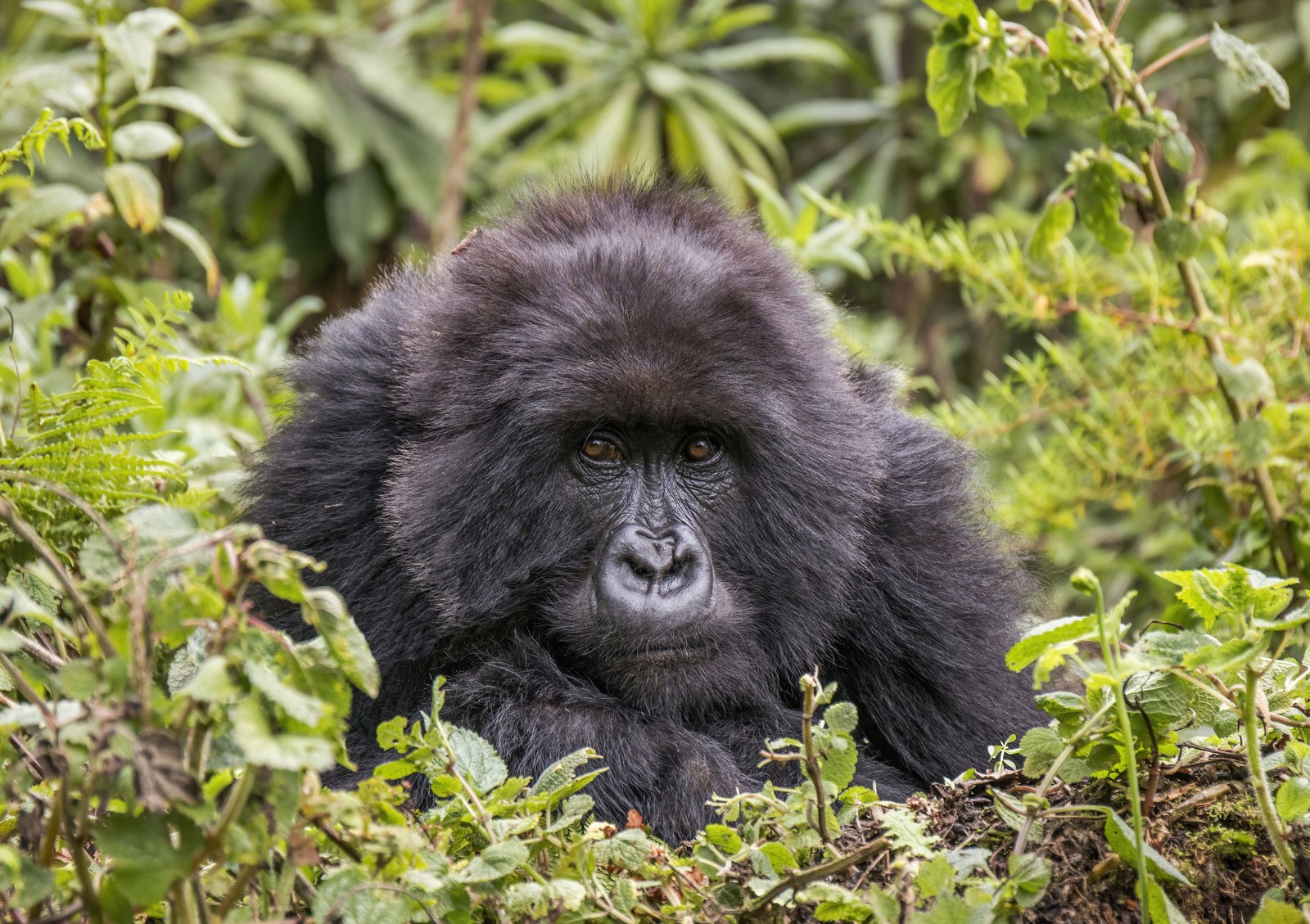 A gorilla, the mascot of Joe Armstrong's most famous critique of object-oriented programming
