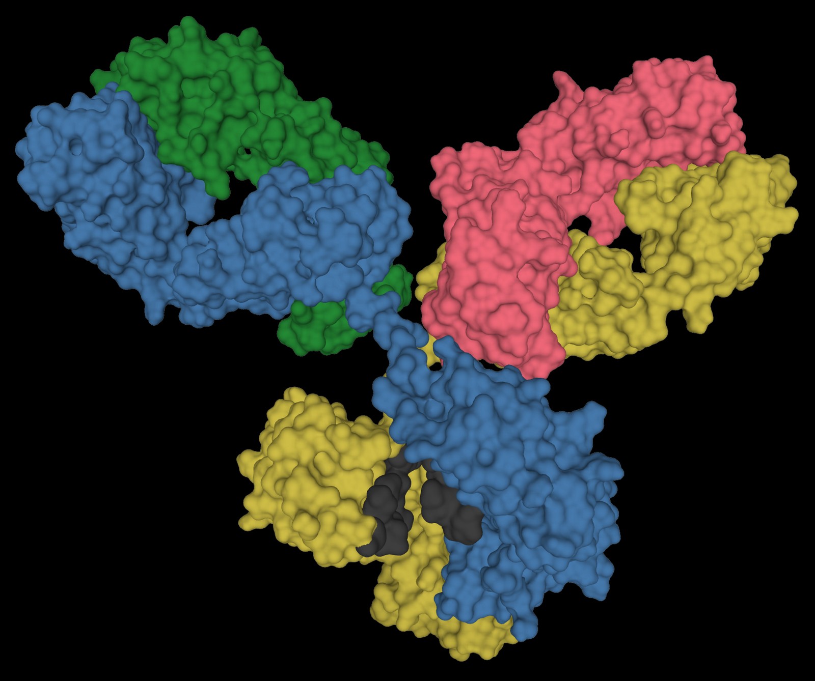 Surface rendering of an IgG1 antibody, the molecular scaffold behind modern targeted therapies