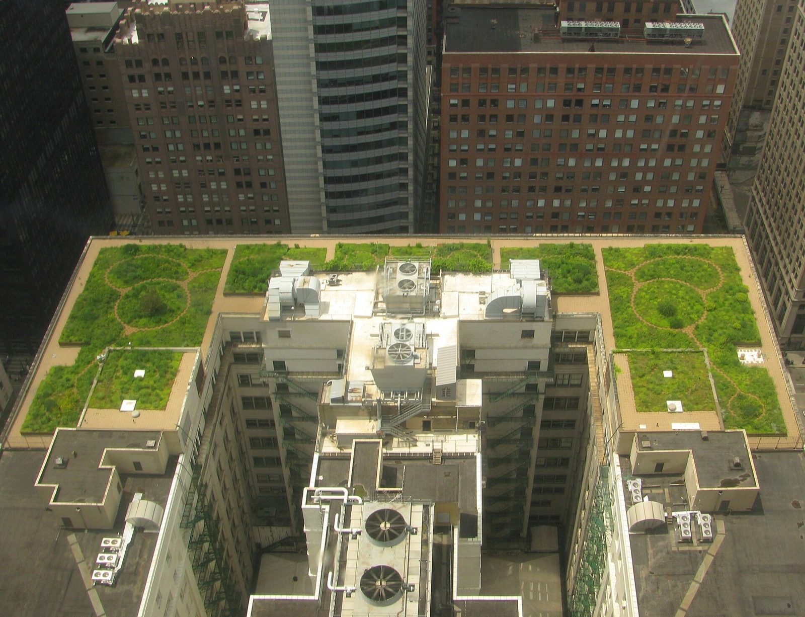 A rooftop planted with grasses and flowers atop a city building.