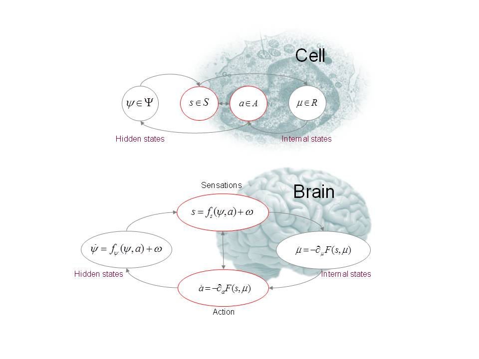 Karl Friston's schematic of the Free Energy Principle, showing the same sense-predict-act loop operating in a single cell and in a brain, divided from the outside world by a statistical boundary.