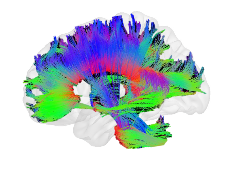 A visualization of the brain's white-matter fibers — the wiring the Free Energy Principle tries to explain