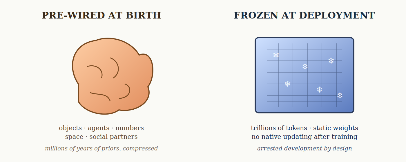 Pre-wired infant brain vs. frozen AI weight matrix