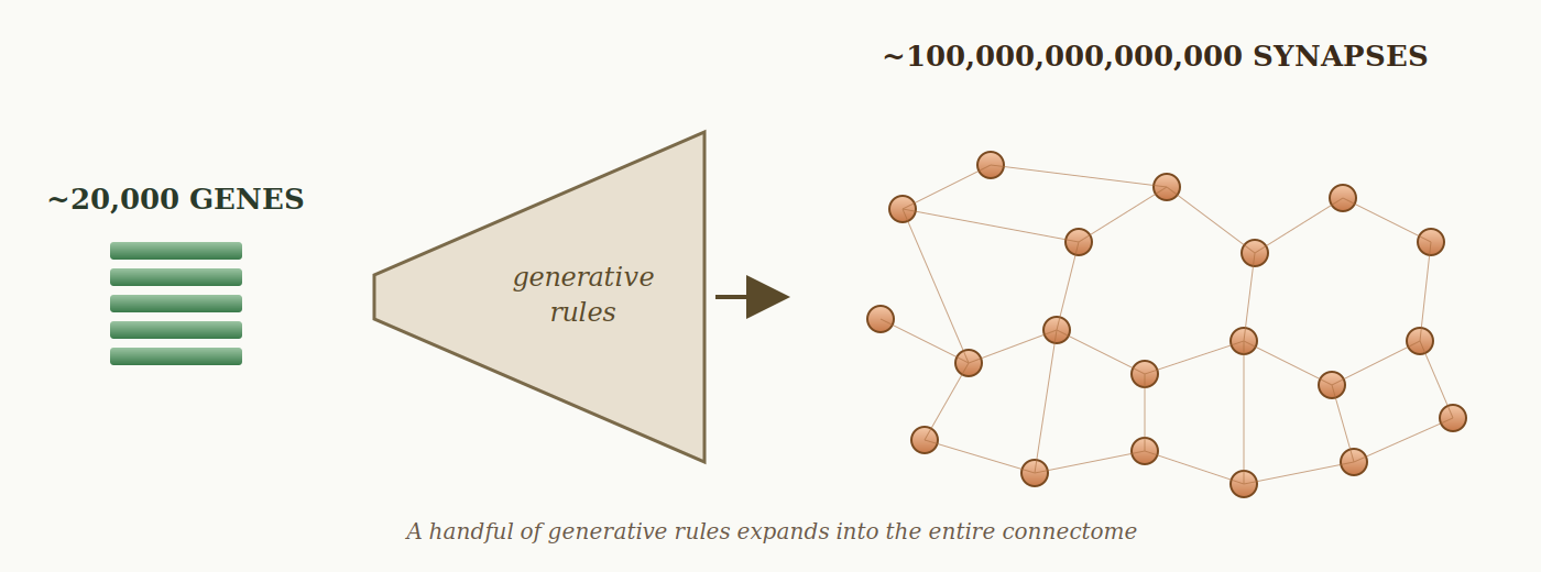 The genomic bottleneck: ~20,000 genes expand into trillions of synapses via generative rules