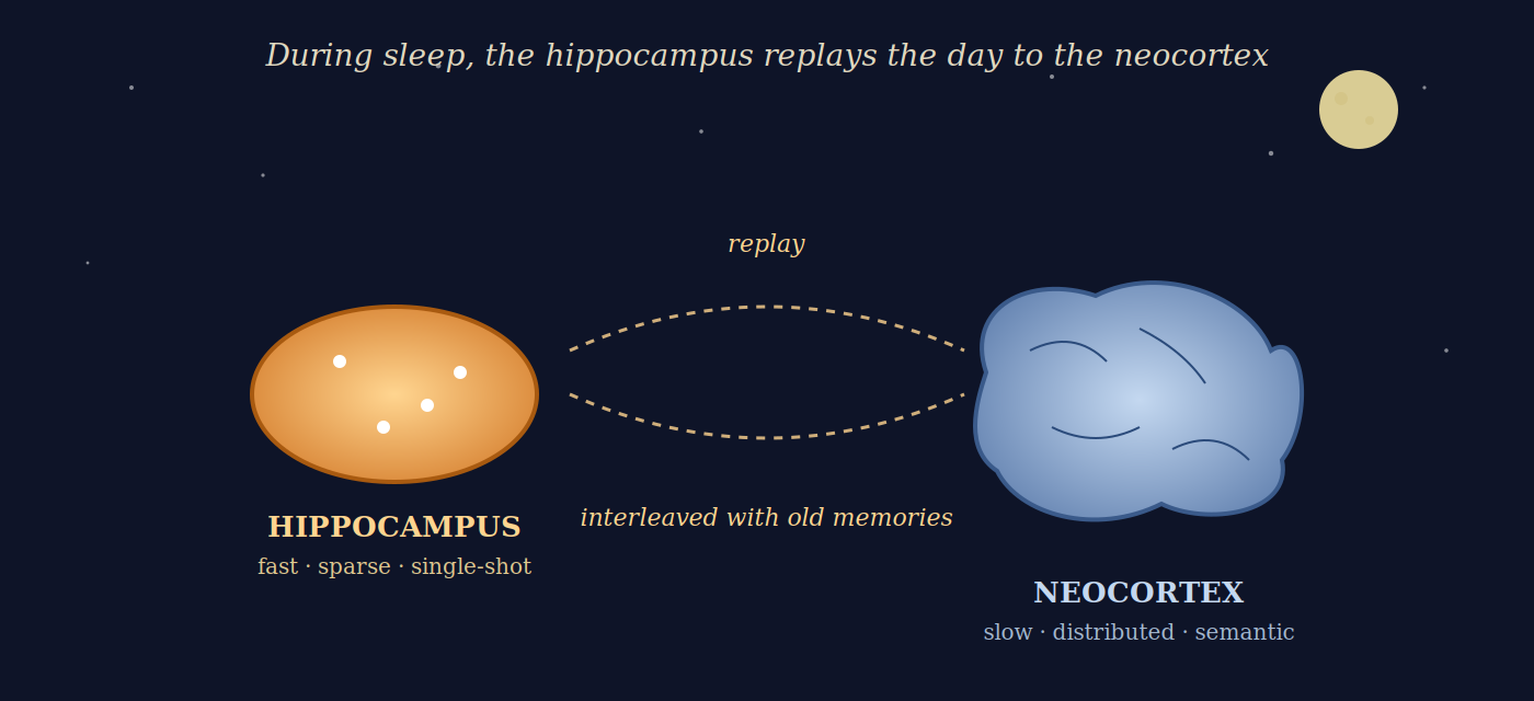 Hippocampus and neocortex consolidating memory during sleep