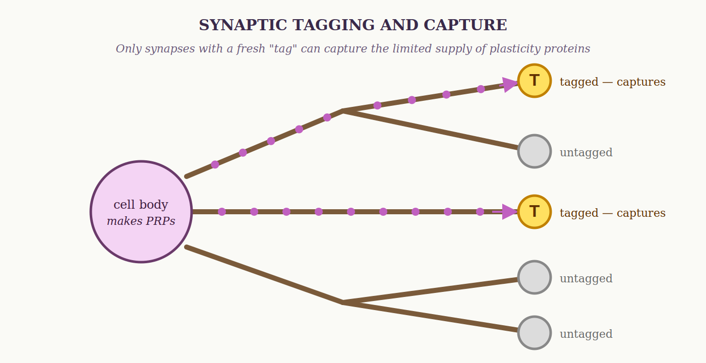 Synaptic tagging and capture: tagged synapses claim limited plasticity proteins