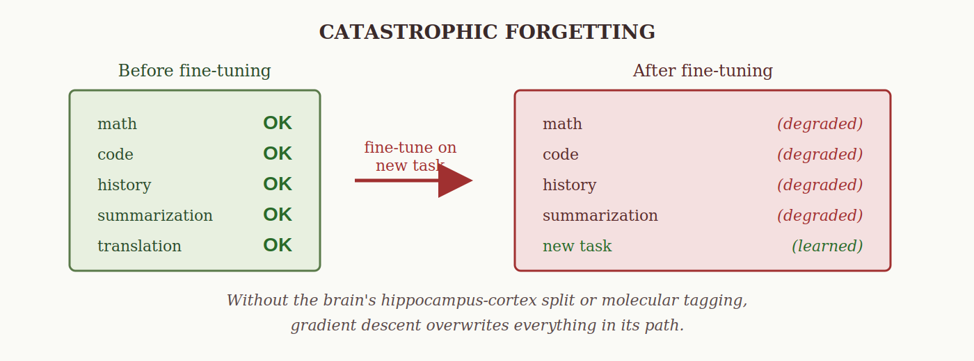 Catastrophic forgetting: fine-tuning on a new task degrades earlier abilities