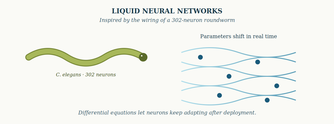 Liquid Neural Networks: continuously adapting parameters inspired by C. elegans